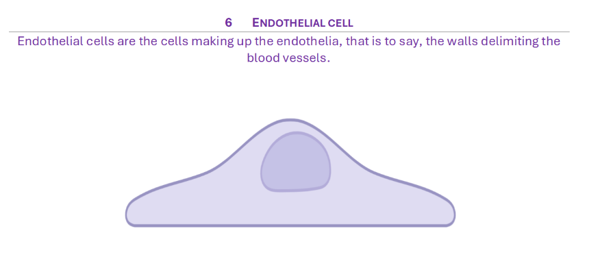 Endothelical cell